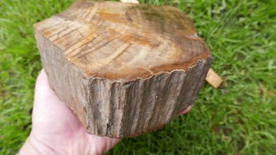 210 Million Year Old Understood WOOD Fossil from Triassic Arizona 2,335gr