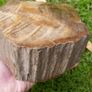 210 Million Year Old Understood WOOD Fossil from Triassic Arizona 2,335gr Image 6