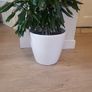 Dracaena Janet Lind planter Image 3