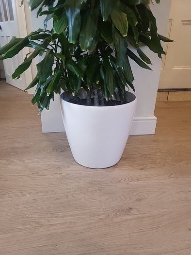 Dracaena Janet Lind planter