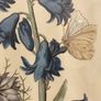 Vintage Hyacinth Botanical Print Framed Nederlandsch Bloemwerk Cottagecore Framed Art 12.5x15 inches Image 3