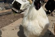 hatching silkie eggs
