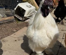 hatching silkie eggs