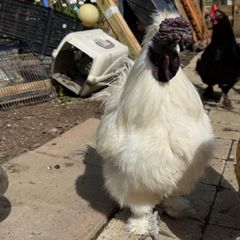 hatching silkie eggs