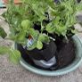 Green Pea "Seed Snails" Image 2