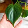 plant Image 2