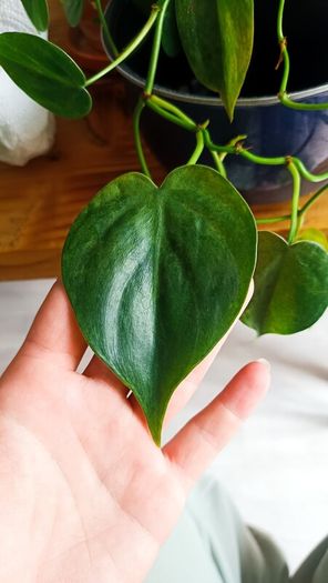plant