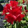 Rare colour XL Red Rhododendron plant Image 4