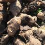 jerusalem artichoke tubers Image 2