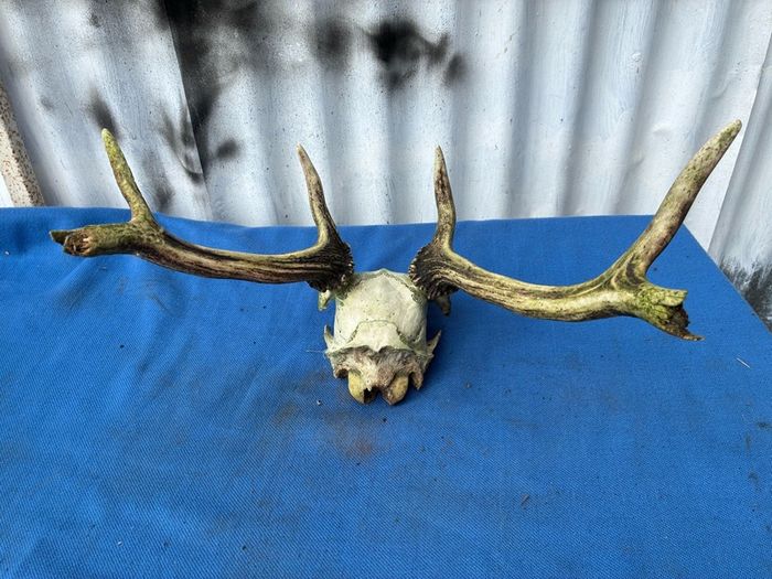 Deer skull and horns