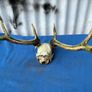Deer skull and horns Image 7