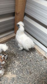 Silkie Rooster