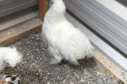 Silkie Rooster