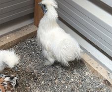 Silkie Rooster