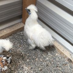 Silkie Rooster