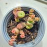 Crassula marnieriana_worm plant Image 4