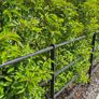 Portuguese Laurel Hedging Image 3