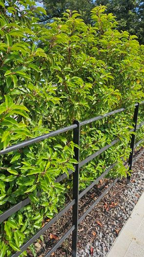 Portuguese Laurel Hedging