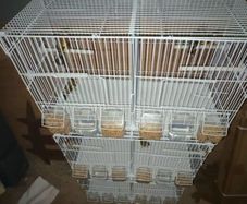 Finch or canairy bird flight and breeding cage