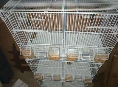 Finch or canairy bird flight and breeding cage