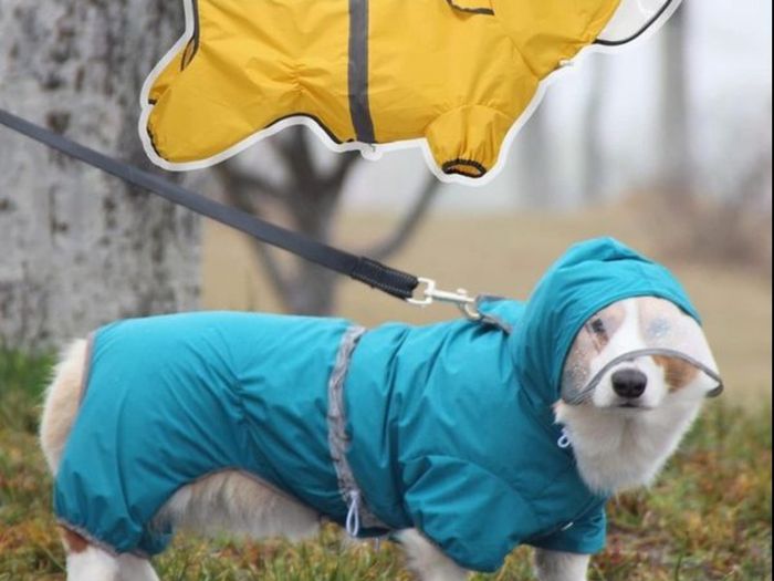 Dog Raincoat Waterproof Jacket with Hood & Collar Hole Transparent Brim,Ultra-Light Breathable Reflective Jumpsuit for Short-legged Dogs Corgi Dachshund xs,s,m,L,XL