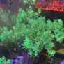 Marine Soft Corals Image 3