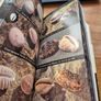 The Audubon Society Field Guide to North American Seashells Image 7