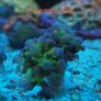 ghost 4 color hammer coral Image 3