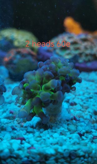 ghost 4 color hammer coral
