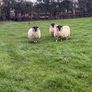 Perth blackface ram lambs Image 4