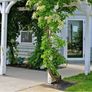 Climbing Hydrangea Image 3