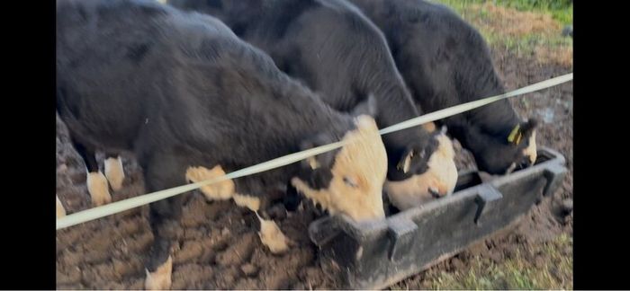 8 Bulls for sale