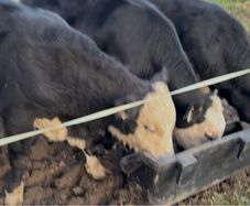 8 Bulls for sale