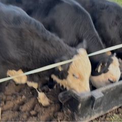 8 Bulls for sale