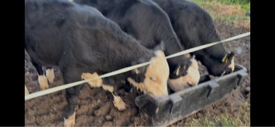8 Bulls for sale