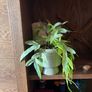 plastic house plant Image 3