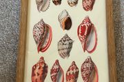 Small Seashell Print