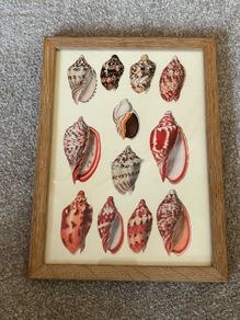 Small Seashell Print