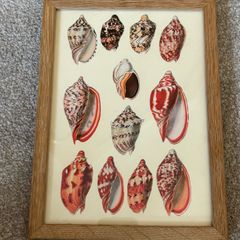 Small Seashell Print