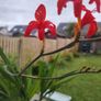 Crocosmia Lucifer red Image 3