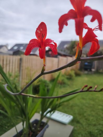 Crocosmia Lucifer red