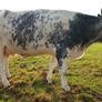 In calf heifers for Elphin Image 8