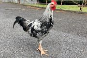 Rooster  (Hybrid)