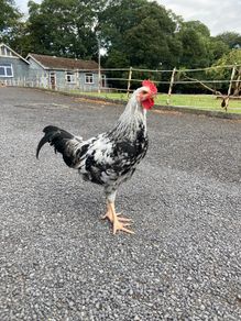 Rooster  (Hybrid)
