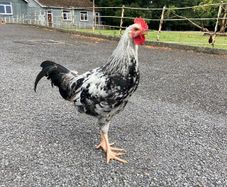 Rooster  (Hybrid)