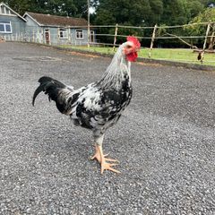Rooster  (Hybrid)