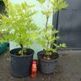 plants Image 6