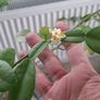 Kaffir lime tree House plant Image 6