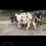 4 Belgian Blue in calf Heifers Image 8