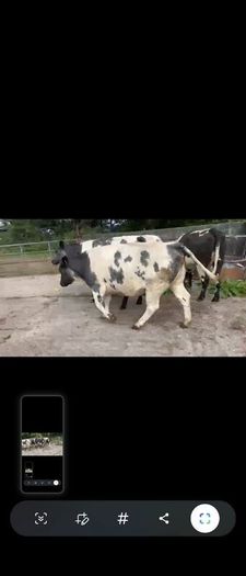 4 Belgian Blue in calf Heifers